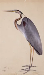 Una garza, c. 1820