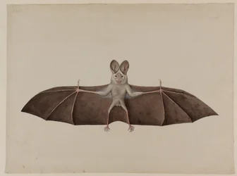 Murciélago Vampiro Falso Menor Asiático, circa 1790