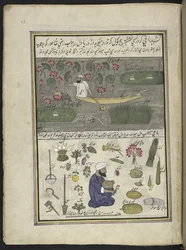 Barquero recogiendo raíz de loto; cultivo en el agua,  86 dibujos encuadernados en un volumen que representa oficios y ocupaciones en Cachemira, se muestra a los artesanos trabajando con sus implementos y equipos,  Por un artista de Cachemira, probablement