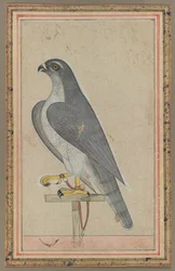 Halcón, c.1770 (acuarela opaca sobre papel)