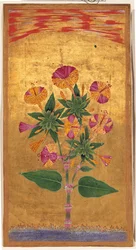 Las cuatro en punto o La maravilla de Perú (Mirabilis Jalapa), período Mughal