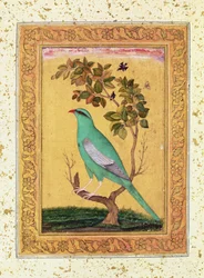 Pájaro verde, Mughal