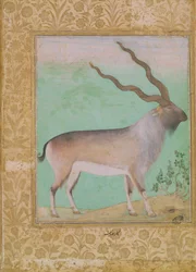 Íbice, Mughal