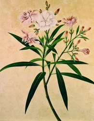 Adelfa, c.1840