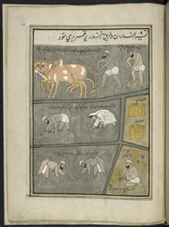 Arada; excavación; trasplante de arroz; cosecha,  86 dibujos encuadernados en un volumen que representa oficios y ocupaciones en Cachemira, se muestra a los artesanos trabajando con sus implementos y equipos,  Por un artista de Cachemira, probablemente en 
