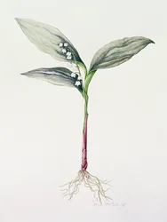 Lirio del valle, 1995