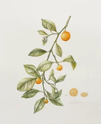 Naranjo ornamental, 1995
