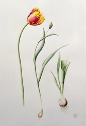 Tulipán loro, 1995