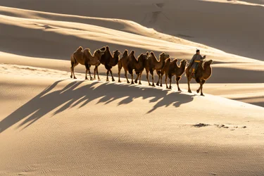 Un camellero conduce a sus camellos bactrianos en las dunas de arena de Khongoryn Els, en el sur de G..., 2018 (foto)