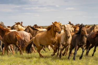 Una manada de caballos en el sur del desierto de Gobi, Mongolia, 2018 (foto)