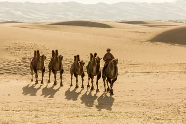 Caravana de camellos bactrianos en el sur del desierto de Gobi, Mongolia., 2013 (foto)