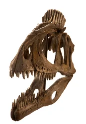 Cryolophosaurus moldeado en el Augustana College, Rock Island, Illinois.