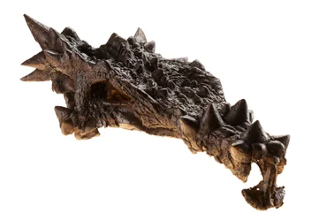 El cráneo del Dracorex en el Museo de los Niños de Indianápolis, Indiana.