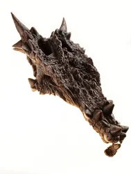 El cráneo del Dracorex en el Museo de los Niños de Indianápolis, Indiana.