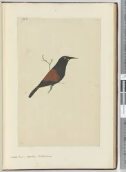 F.18 Pájaro de zarza. Cuco. Nueva Zelanda, 1772-75