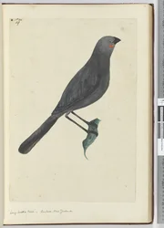 F.19 Pájaro de zarza grande, cuco. Nueva Zelanda, 1772-75