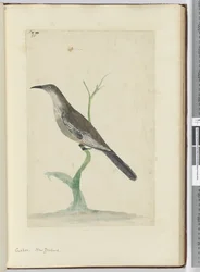 F.21 Cuco. Nueva Zelanda, 1772-75