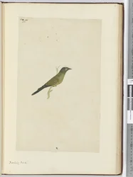 F.22 Pájaro burlón, 1772-75