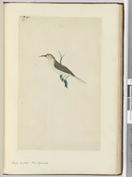 F.23 Cuco pequeño. Nueva Zelanda, 1772-75