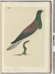 f.26 Paloma torcaz. Nueva Zelanda, 1772-75