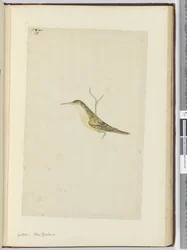 f.28 Cuco. Nueva Zelanda, 1772-75