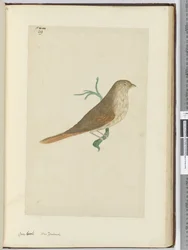 f.29 Pico grueso. Nueva Zelanda, 1772-75