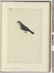 f.30 Un pájaro de Nueva Zelanda domesticado como un petirrojo, 1772-75