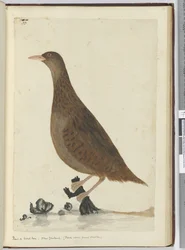 f.33 Rascón o gallina de monte. Nueva Zelanda. (Se alimenta cerca de pequeños arroyos), 1772-75
