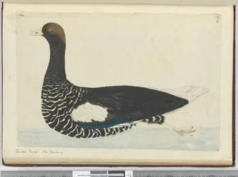 f.34 Pato pintado. Nueva Zelanda, 1772-75