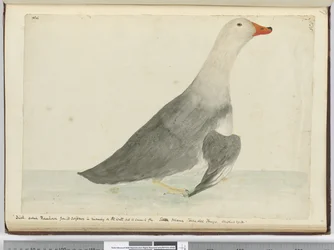 f.35 Pato llamado Corredor por su rapidez al correr sobre el agua pero no puede volar. Isla de los Estados Tierra del Fuego. Pesaba 29 lbs, 1772-75