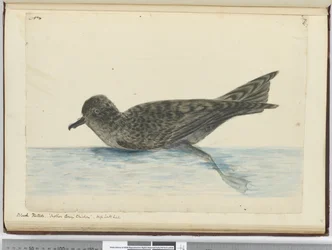 F.36 Pintado negro. Gallina de Mother Carey. Alta latitud sur, 1772-75
