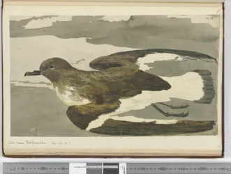 f.38 Gaviota llamada gallina de Port Egmont. Visto en lat. 50 S., 1772-75