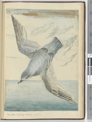 f.40 Petrel azul. Bahía Oscura Nueva Zelanda. En alta latitud sur, 1772-75