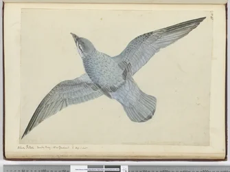 f.41 Petrel azul. Bahía Oscura Nueva Zelanda. En alta latitud sur, 1772-75