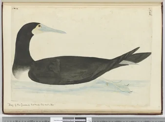 F.46 Cormoranes de Nueva Zelanda que hacen sus nidos en los árboles, 1772-75