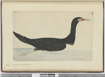 F.48 Cormorán. Nueva Zelanda y Staten Island, 1772-75