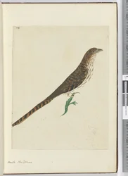 F.4 Halcón. Nueva Zelanda, 1772-75