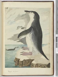 f.50 Pingüino. Nueva Zelanda, 1772-75