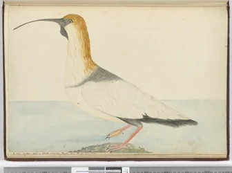 f.52 Un nuevo zarapito. Visto en la Isla de los Estados Tierra del Fuego Ene. 1774, 1772-75