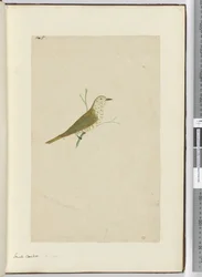 F.5 Cuco pequeño. Nueva Zelanda, 1772-75