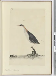 F.7 Chorlito pequeño. Nueva Zelanda, 1772-75