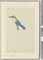 F.9 Martín pescador. Nueva Zelanda, 1772-75