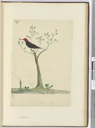 f.24 Nuevas Hébridas ?, 1772-75
