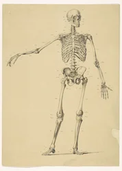 Esqueleto humano, con notas