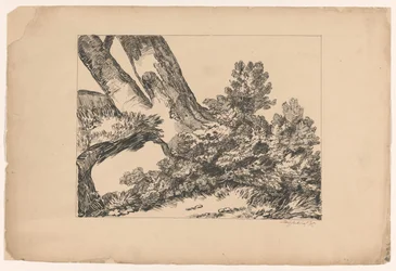 Vegetación bajo un árbol