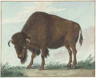 Bisonte
