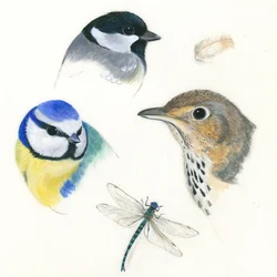 Estudio de aves y libélula