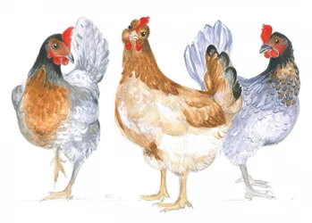 Gallinas cacareando