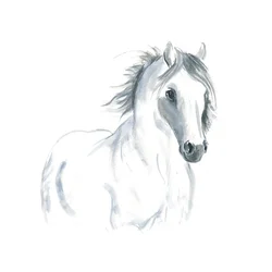 Estudio de caballo en movimiento