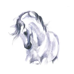 Estudio de caballo en movimiento